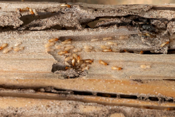 Kremmling, CO Pest Control Company